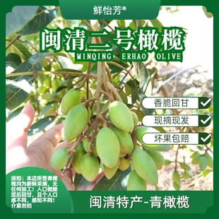 鲜怡芳闽侯闽清橄榄新鲜现摘二号橄榄生吃水果香脆回甘无添加煲汤