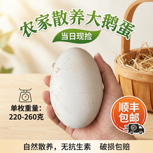 假一赔十】12枚新鲜超大生鹅蛋220-260克双黄正宗土鹅蛋农家散养