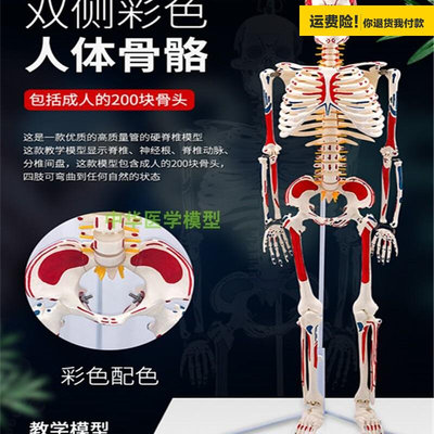 8.5CM人体骨骼附肌肉起止点肌肉着色模型85cm骨架标本假颅骨