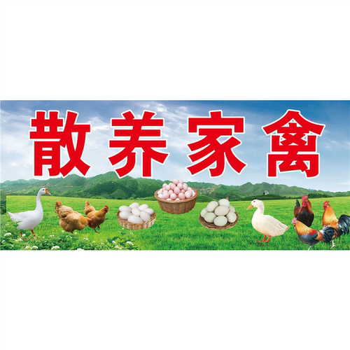 农家散养土鸡店背景墙面装饰海报广告贴画土鸡蛋自粘背胶写真贴纸