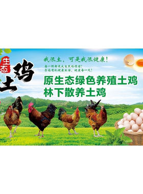 散养走地鸡批零售农家土鸡家禽活鸡广告宣传自粘贴纸海报设计制作