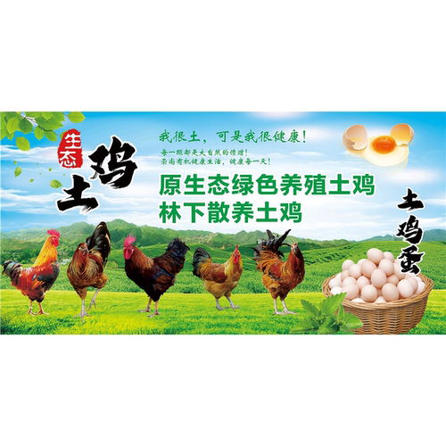 散养走地鸡批零售农家土鸡家禽活鸡广告宣传自粘贴纸海报设计制作