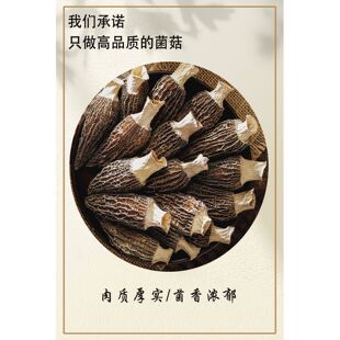 野生蘑菇食用菌香菇牛肝菌羊肚菌美食功效药效介绍海报展板广告画