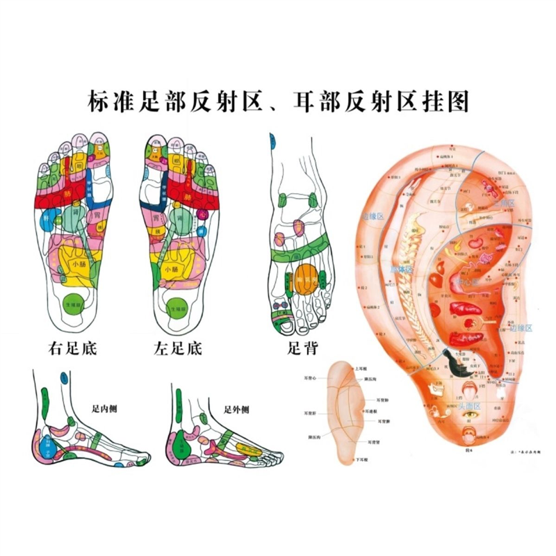 标准足部反射区耳部反射区挂区海报展板标准化耳穴示意图装饰画