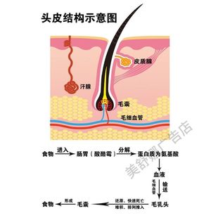 头发结构示意图中医医院诊所皮肤科毛发生长背景墙宣传海报粘贴画
