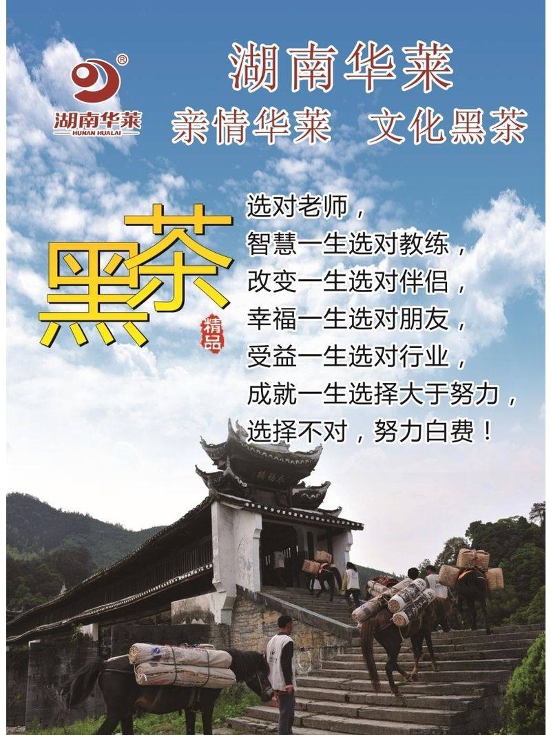 湖南华莱情华莱文化黑茶海报展板安化黑茶体验安化黑茶kt板