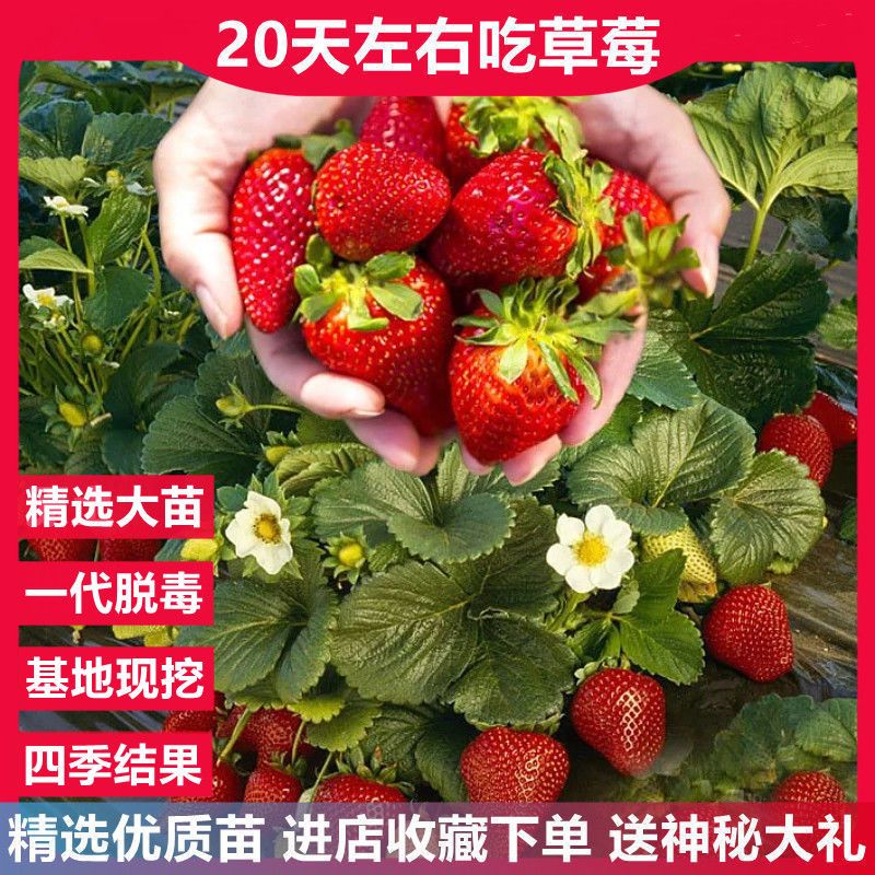 草莓苗种原土奶油苗带花带果四季结果地栽室内盆栽绿植物阳台果树