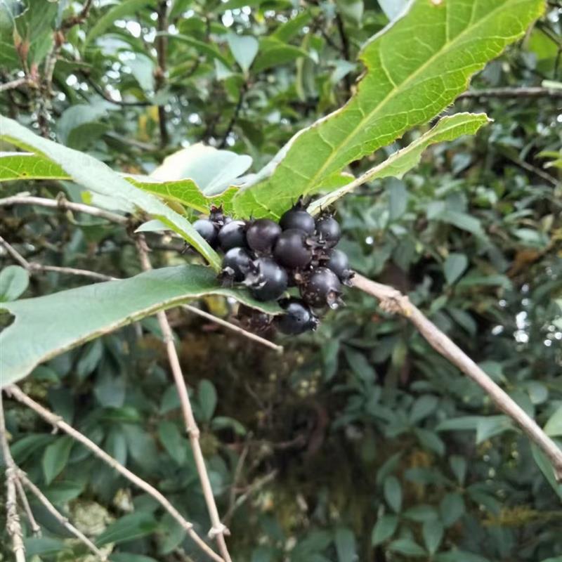 黑果果乔木 乌墨乌口树,桃金娘科蒲桃属农产品加工设备