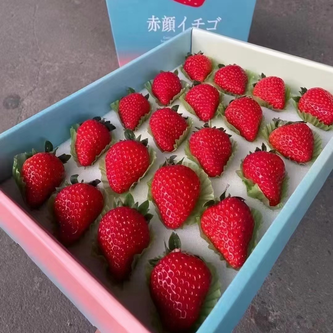 丹东牛奶草莓新鲜应当季水果大红色颜奶油甜草莓孕妇小孩爱吃新鲜
