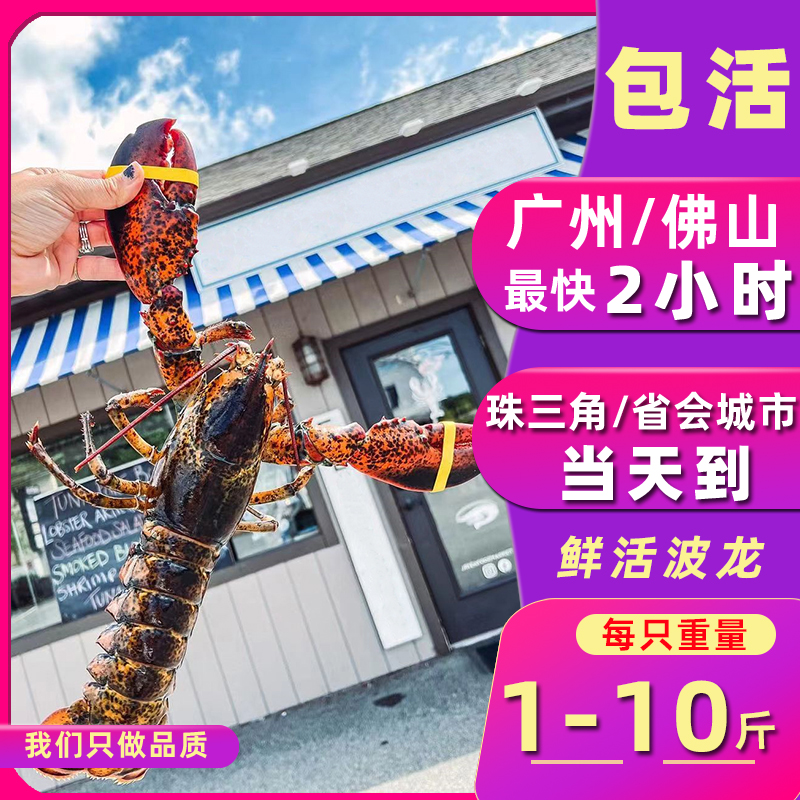 鲜活波士顿龙虾包活澳洲龙虾加拿大龙虾活虾海鲜  广东两只起
