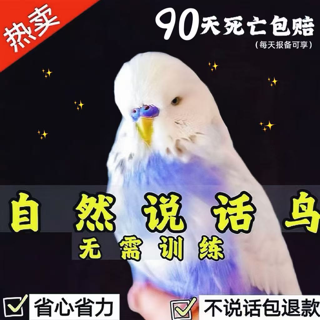 大头虎皮鹦鹉活乌会说话的小鸟宠物幼观赏鸟玄凤鹦鹉观赏牡丹幼鸟