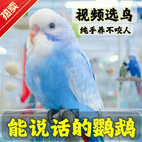 虎皮鹦鹉活鸟会说话的大头鹦鹉手养宠物小鸟活鸟幼鸟活体活物观赏