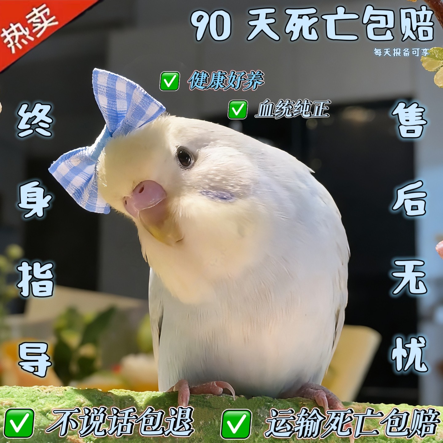 大头虎皮鹦鹉活乌会说话的小鸟宠物幼观赏鸟玄凤鹦鹉观赏牡丹幼鸟