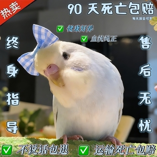 大头虎皮鹦鹉活乌会说话的小鸟宠物幼观赏鸟玄凤鹦鹉观赏牡丹幼鸟