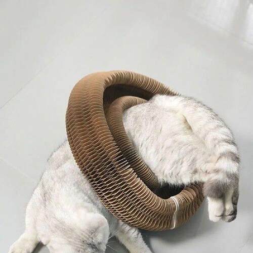 Durable Transformable Kitty Kurlz Cat Toy No Crumbs