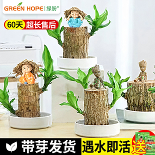 巴西木幸运木开花带芽发货盆栽水养花盆土培生根摆件树苗四季好养