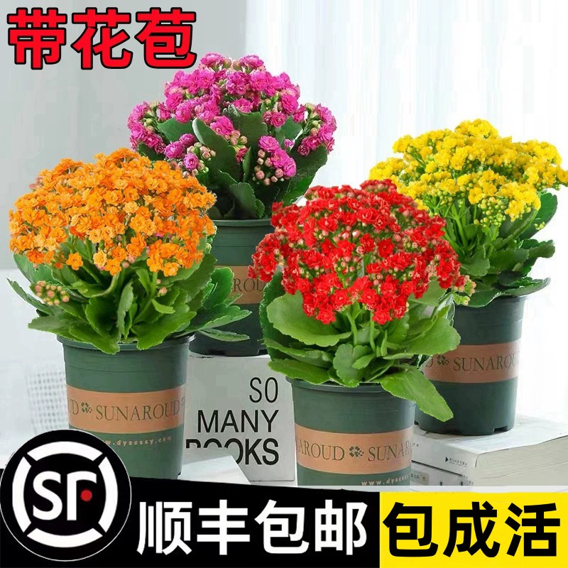 长寿花盆栽重瓣大带苞苗室内开多