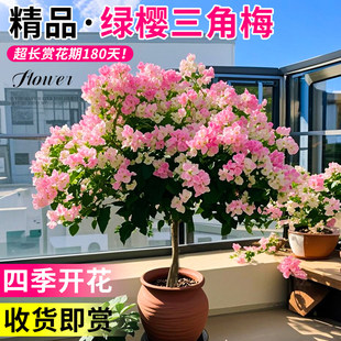 绿缨三角梅盆栽带花树苗四季花卉老桩开花植物苗重瓣爬藤三角梅花