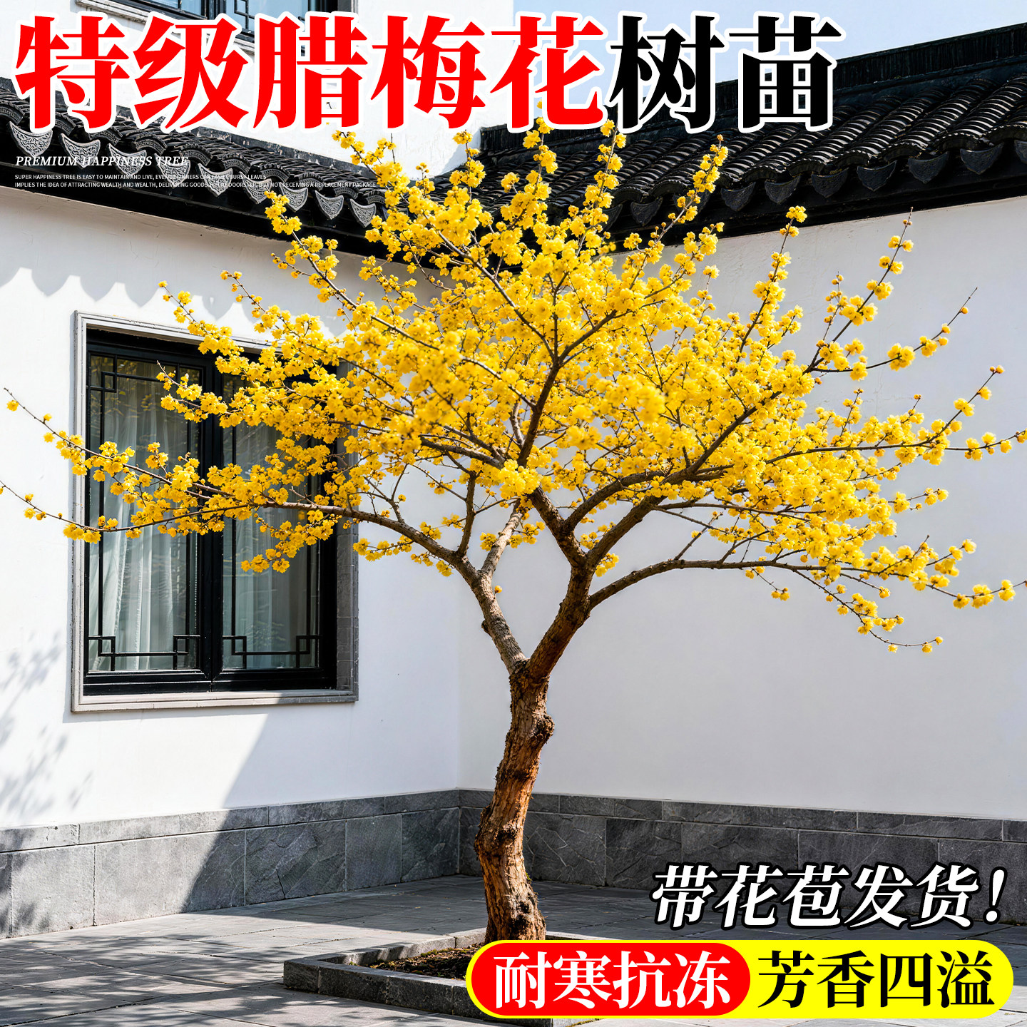 腊梅花树苗地栽庭院门前高杆大树梅花丛生四季植物老桩红梅带土球