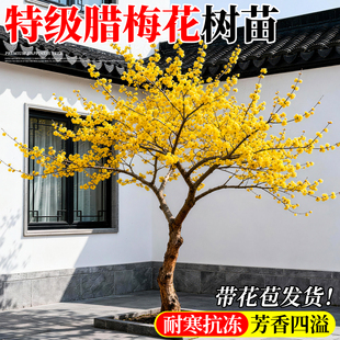 腊梅花树苗地栽庭院门前高杆大树梅花丛生四季植物老桩红梅带土球