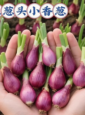 红葱四季小香葱带根香葱根苗盆栽阳台庭院种植新鲜四川正宗红葱头