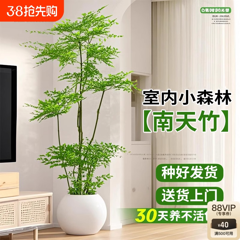 南天竹树苗真树室内植物盆栽客厅大型绿植好养造型办公室老桩盆景