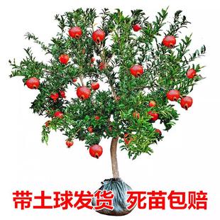 石榴树突尼斯软籽特大庭院果树地栽盆栽当年结果大红袍石榴树树苗