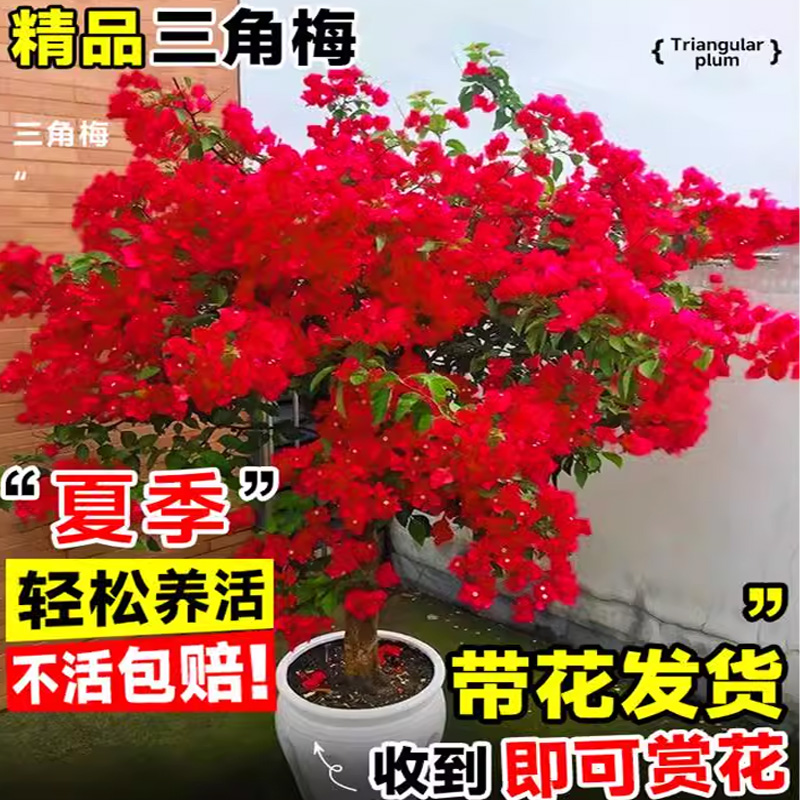 三角梅盆栽中国红带花绿漳樱爬藤