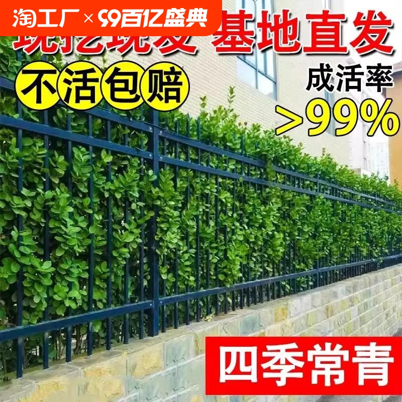 大叶北海道冬青树苗黄杨围墙篱笆