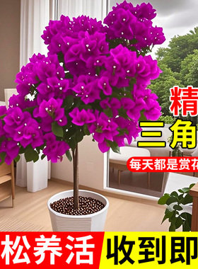 重瓣三角梅四季盆栽老桩带花植物开花三角梅花树苗室内花卉绿植