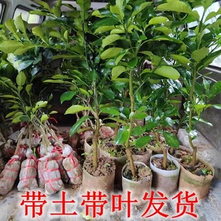 柚子树苗正宗容县沙田柚苗三红心蜜柚泰国红宝石越南青柚庭院种植