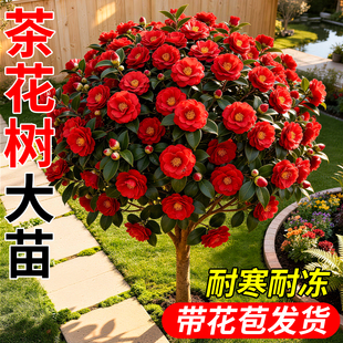 茶花树苗耐冬四季特大号开花带花苞庭院地栽植物室外盆栽耐寒花卉