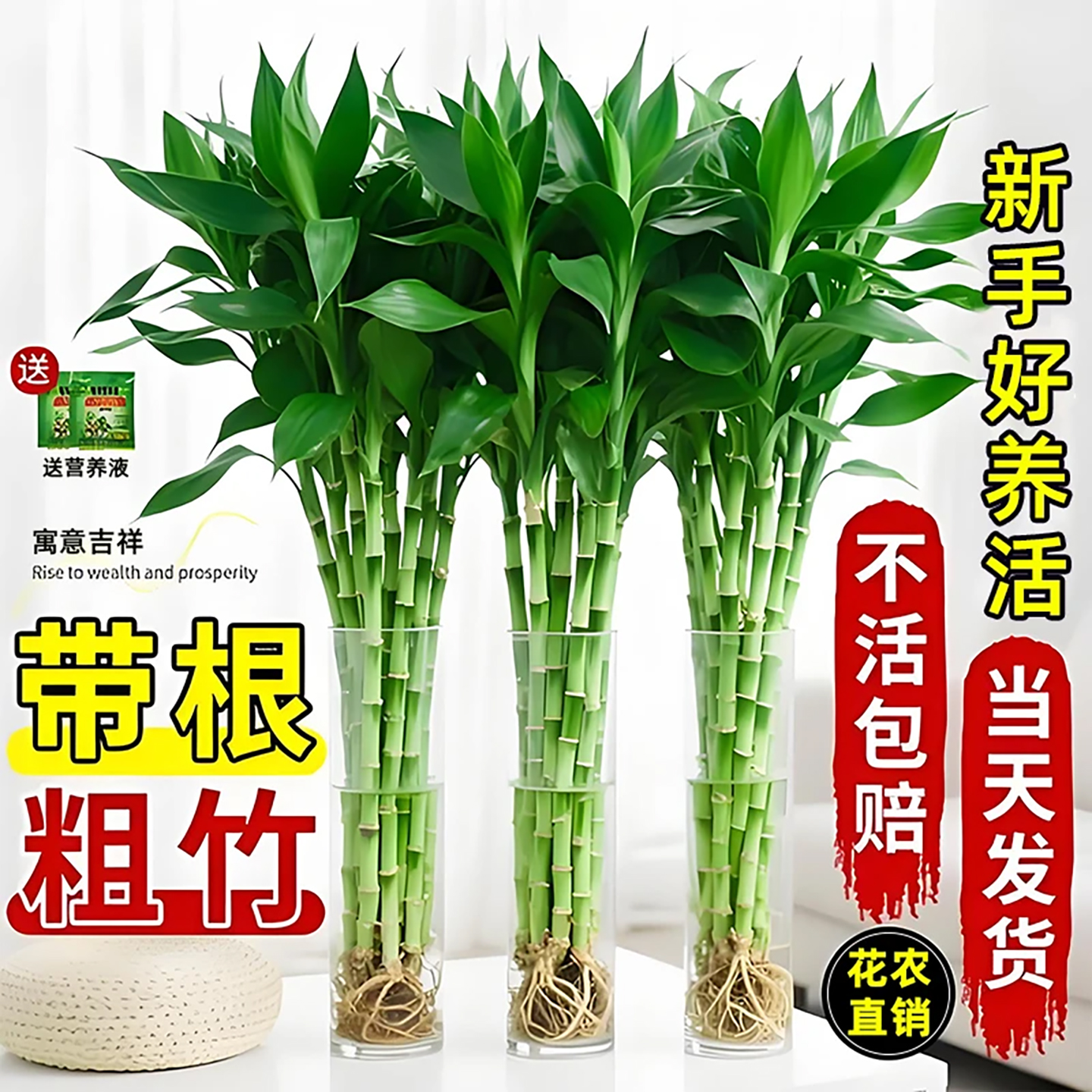 富贵竹粗杆带根水培植物室内好养