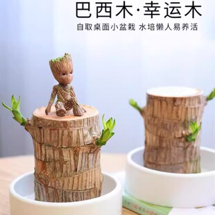 巴西木水培植物幸运木办公室内桌面绿植小盆栽懒人水养易养活花卉