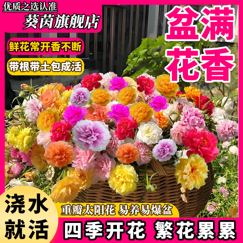 太阳花苗重瓣大花太阳花盆栽室内好养植物阳台花卉适合懒人样的花