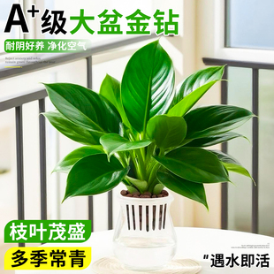 金钻盆栽水培植物室内四季 好养绿萝花卉办公桌面水养绿植净化清新