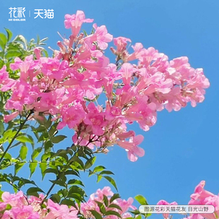 花彩粉色凌霄花爬藤大苗盆栽阳台夏季耐热好养庭院攀援花卉花量大