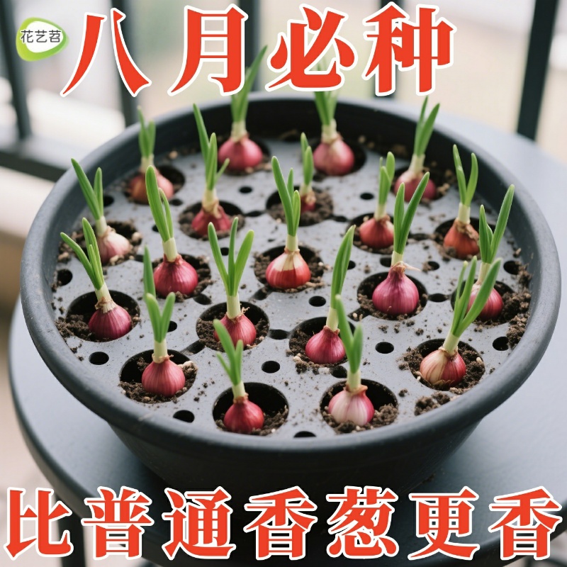 红葱头可食用四季小香葱新鲜当季
