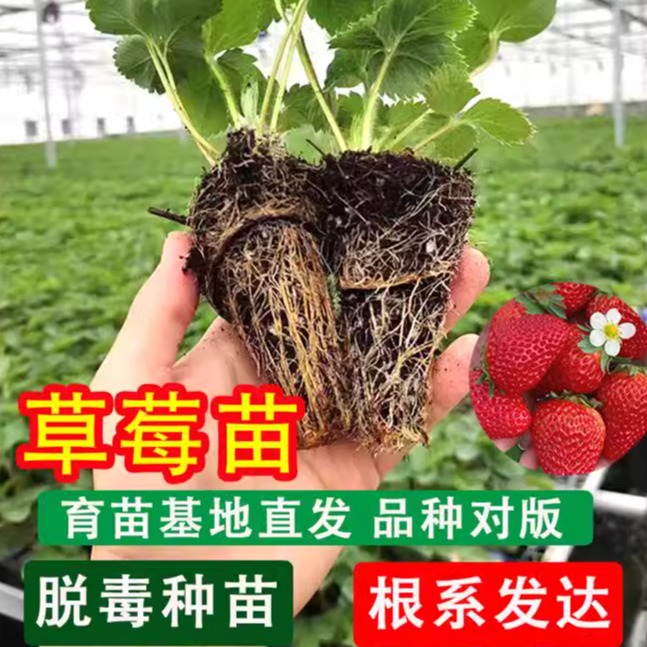 草莓苗四季盆栽食用奶油隋珠红颜