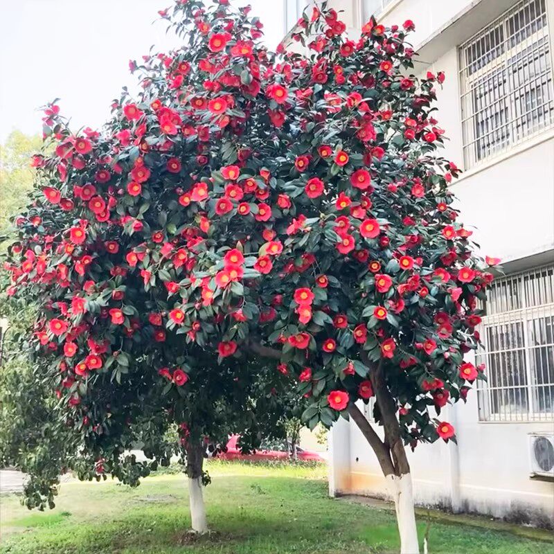 茶花树苗四季不怕晒不怕冻院子里适合种的花抗寒耐冻花卉室外开花