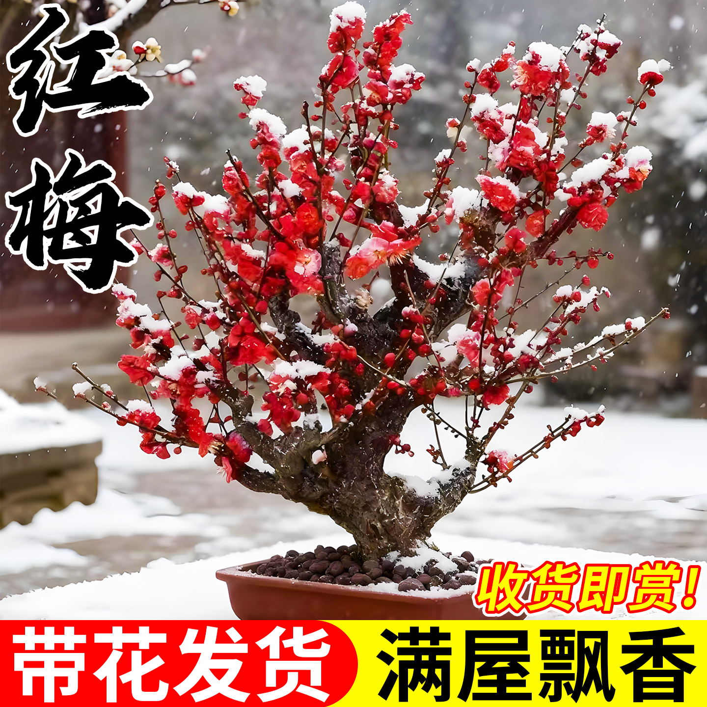 红梅盆栽老桩盆景带花苞梅花树苗腊梅四季耐寒开花好养活花卉绿植