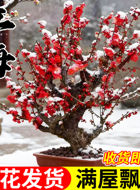 红梅盆栽老桩盆景带花苞梅花树苗腊梅四季耐寒开花好养活花卉绿植