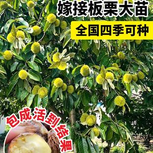 板栗苗树苖果树果苗南北方种植毛栗子树苗嫁接迁西大红袍当年结果