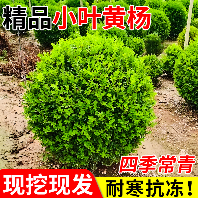 小叶黄杨树苗庭院造型树
