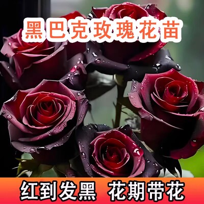 黑巴克玫瑰特大号玫瑰花巨型大花苗特大月季苗老桩树苗四季花卉