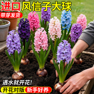 风信子种球水培特大带花苞室外花卉土培进口室内开花植物四季水养