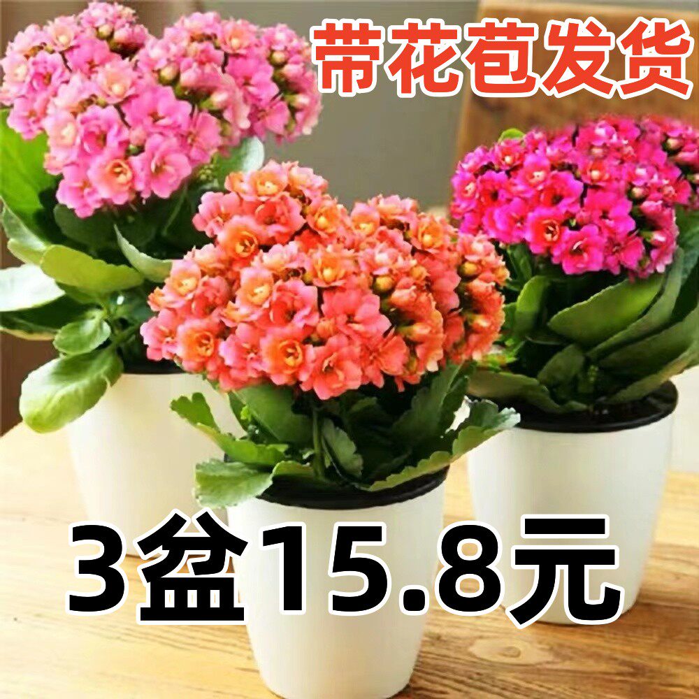 长寿花盆栽带花苞金狐狸四季开大花易活好养室内绿植花卉多肉植物