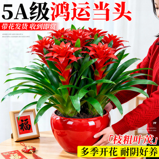 鸿运当头盆栽带花红掌年宵花室内绿植客厅真花大盆景新款四季花卉