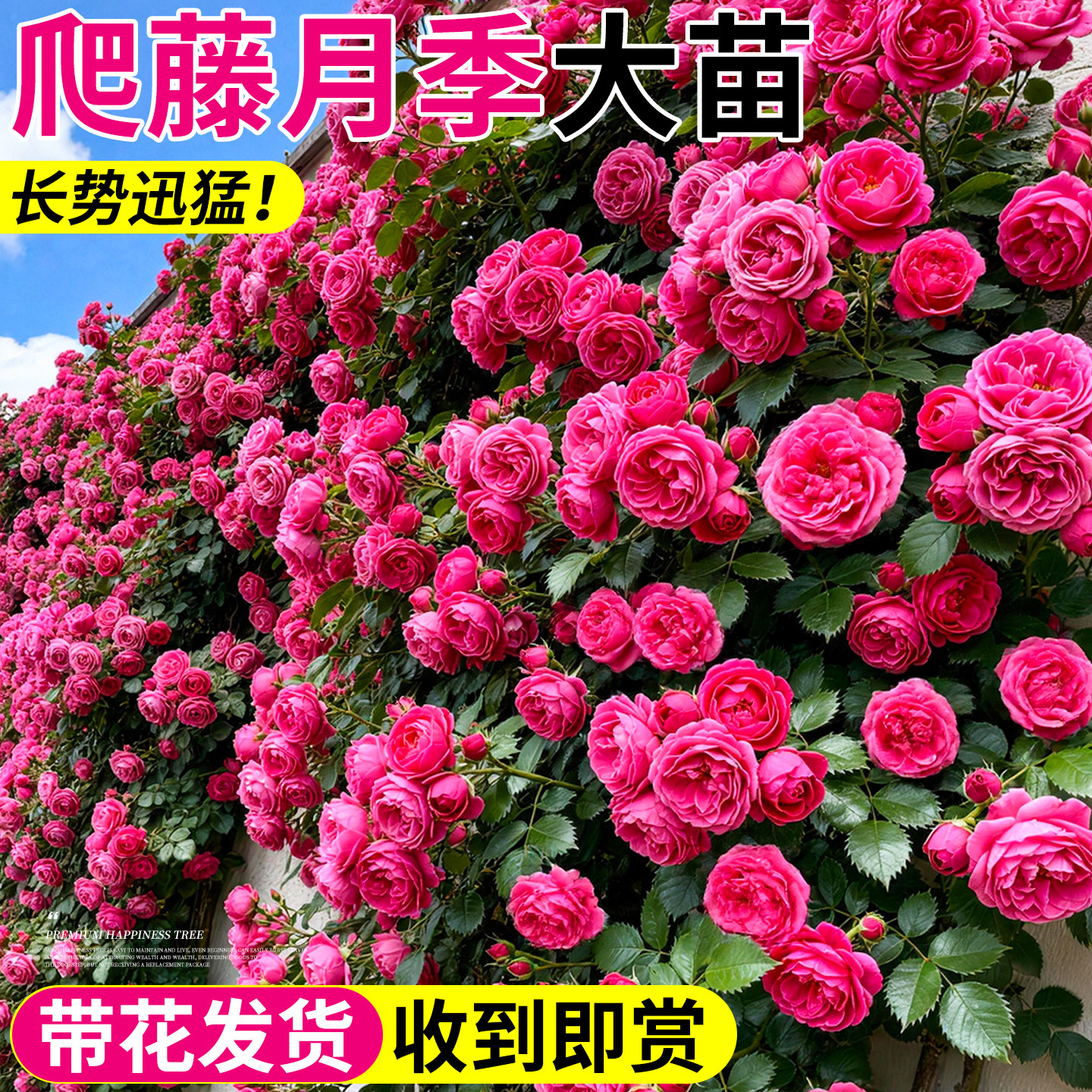 蔷薇花苗盆栽爬藤四季藤本开花月季树苗特大号带花苞花卉大苗植物