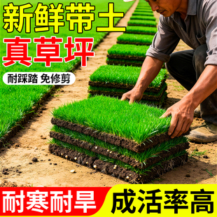 草皮真草坪带土四季台湾常青铺垫庭院带泥土绿化植物矮生百慕大